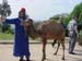 02483-Tangiers Camel 