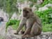 02566 - The Apes of Gibraltar